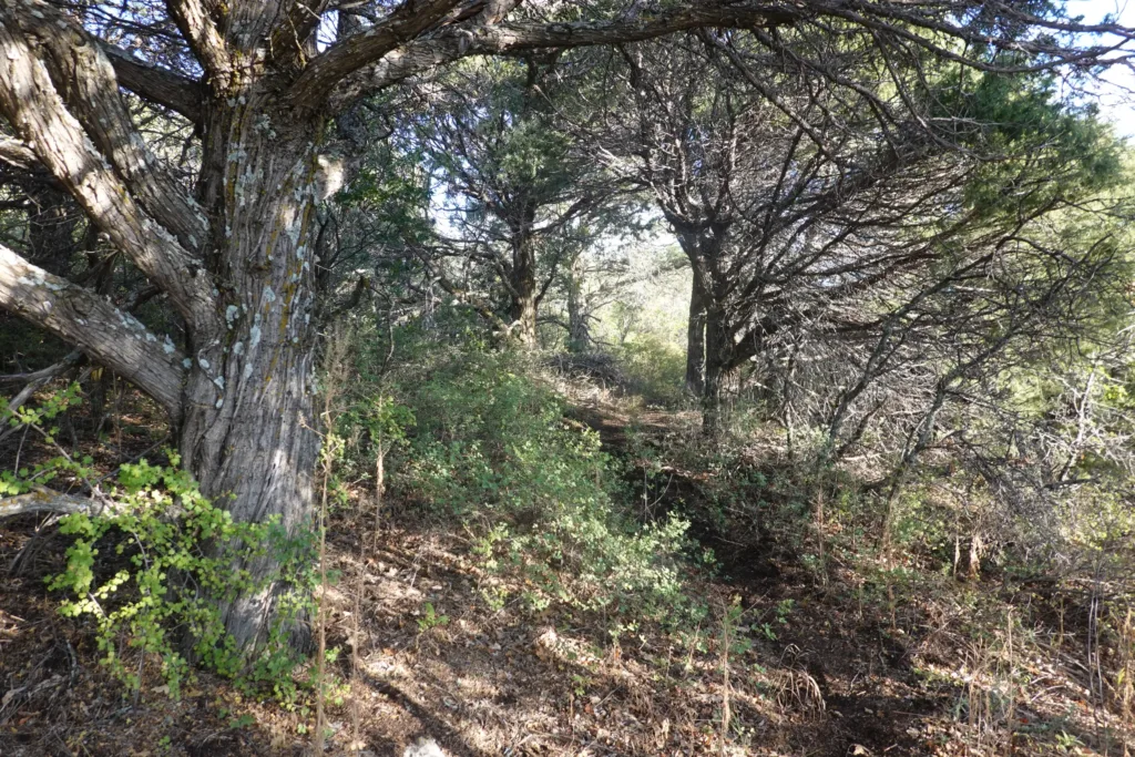 Grand Enchantment Trail Manzano Mountains