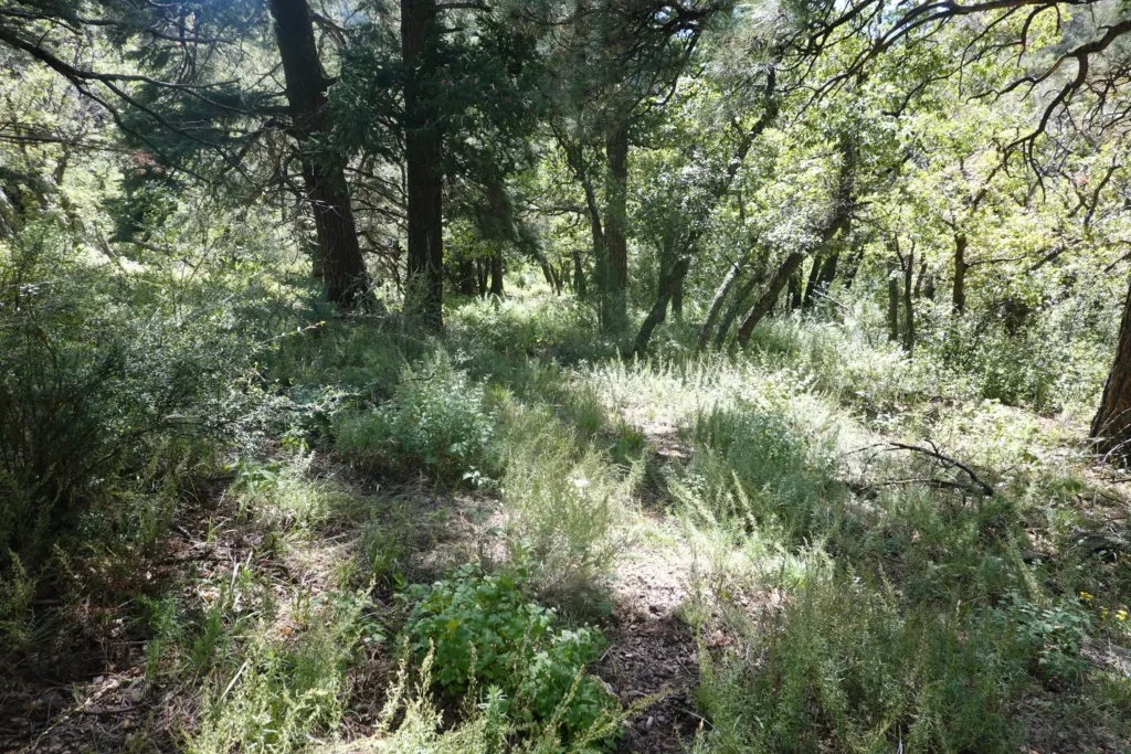 San Mateo