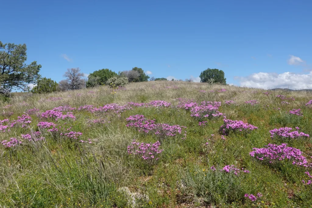 Ranch land