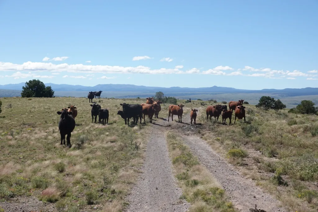Ranch land